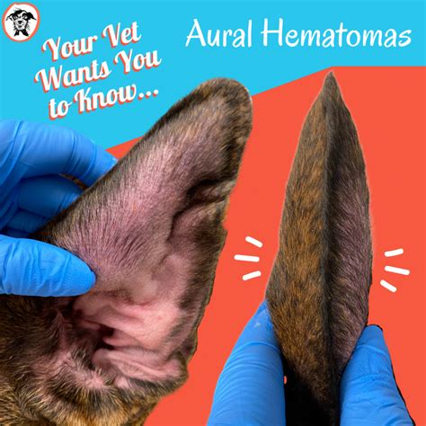 Aural Hematomas - Your Vet Wants You to Know