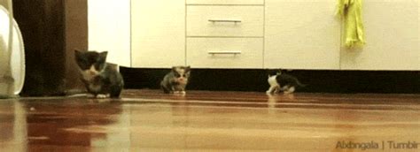 animals funny gif | WiffleGif