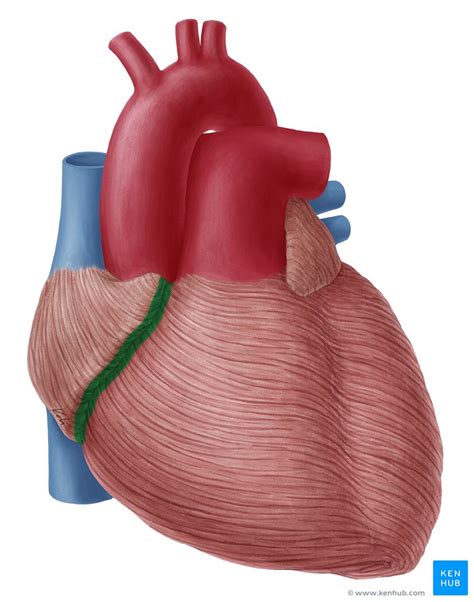 Coronary sulcus: Anatomy, contents and location | Kenhub