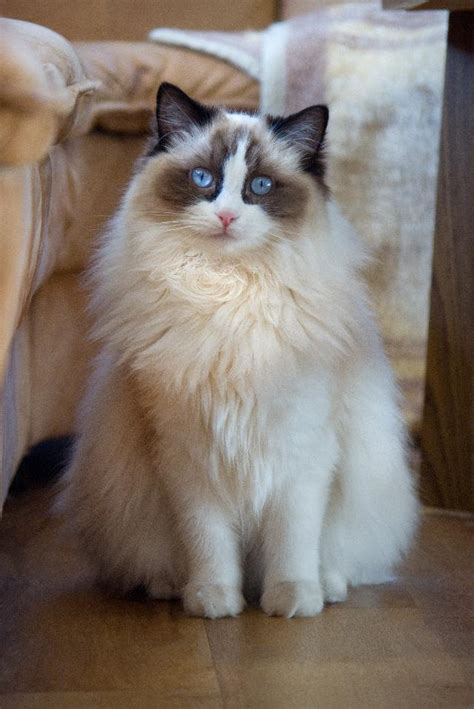 Chat Ragdoll, découvrez son histoire et ses caractéristiques - Animal Futé