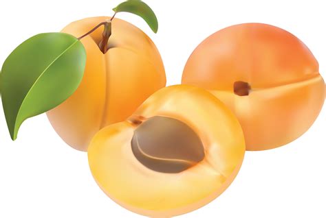 Apricot Close Up PNG Transparent | PNG Mart