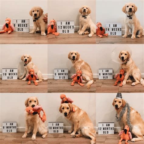 Raising Your Golden Retriever Puppy to Adulthood: Weight Growth Chart