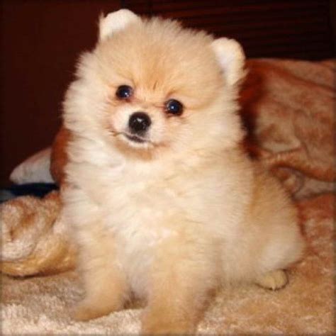 Baby Pomeranian Adoption - Pets Lovers