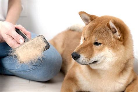 Shiba Inu - A-Z Animals