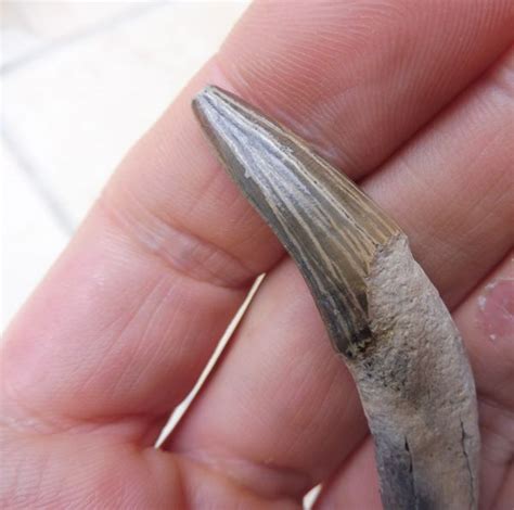 Fossil Squalodon Whale Tooth Teeth for Sale. Aurora, USA | Megalodon fossil shark teeth for sale ...