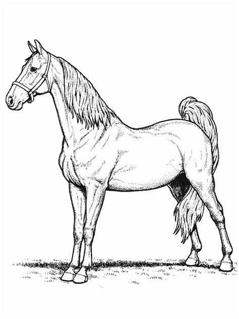 Palomino horse coloring pages download and print for free