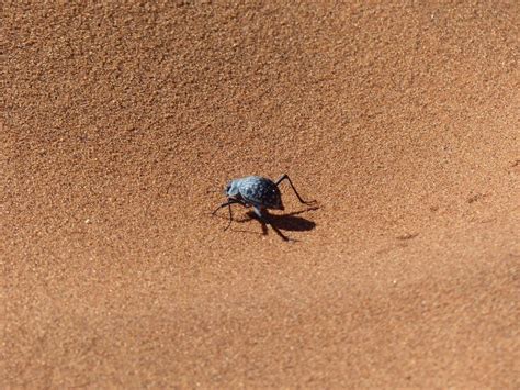 Another step to getting water like the Namib desert beetle ...