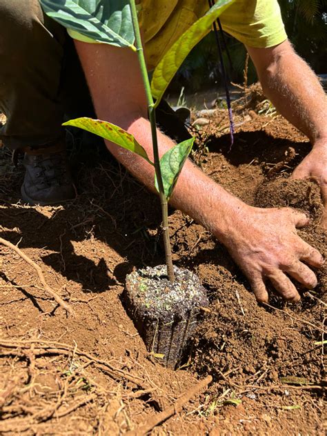 HOW TO PLANT YOUR FRUIT TREE - Natureworks Nursery