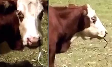 Ginger the cow caught on camera eating a snake on a Queensland paddock | Daily Mail Online