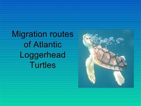 Migration Routes Of Atlantic Loggerhead Turtles