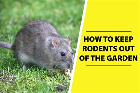 How to Keep Rodents out of Garden