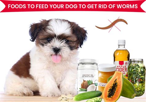 Foods to Feed Your Dog to Get Rid of Worms - BestVetCare.com