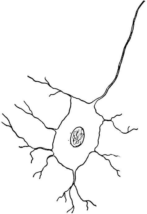 Nerve Cell Coloring Pages