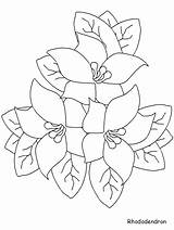 Rhododendron Flowers Coloring Pages & coloring Book sketch template