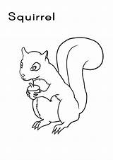 Free Printable Squirrel Coloring Pages For Kids  Animal Place sketch template
