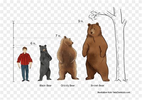 Comparison Of Commonly Found Bears And Their Sizes - Comparison Kodiak ...