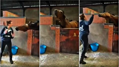 Hilarious Horse Delivers A Happy Dance To His Favorite Tune – Horse Spirit