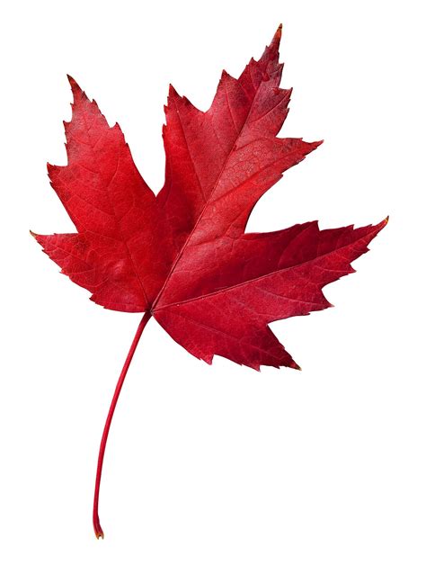 The Maple Leaf: A Symbol Of Canadian Identity - Map of China Korean Peninsula