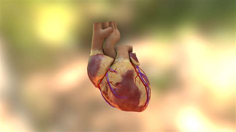 human heart - Download Free 3D model by sammite (@sammite86) [bc51630] - Sketchfab