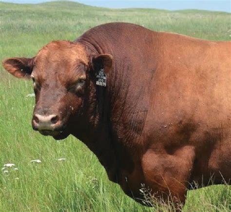 Bull Breeding Soundness Exam - Lodi Veterinary Care