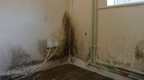 The Effects Of Damp Within A Property -- SearchEngineOptimisers.co.uk ...