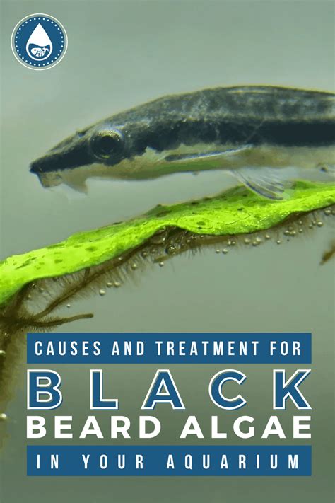 Black Beard Algae In Aquarium - Causes, Treatment, Removal