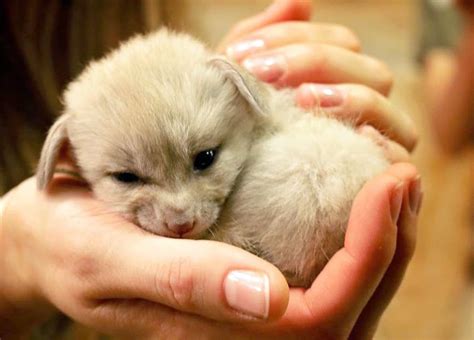 Fennec Fox Baby Pet