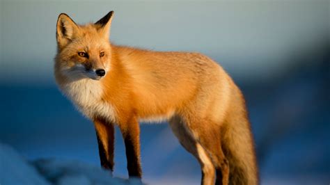 Red Fox Free Stock Photo - Public Domain Pictures