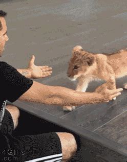 Awwww! I wanna cuddle a baby lion! ~~ Houston Foodlovers Book Club Cute Funny Animals, Funny ...