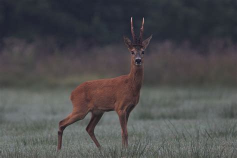 Capreolus capreolus, Roe Deer