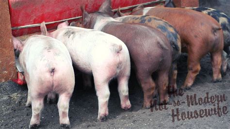 Raising Pigs for Meat - Why You Should Have a Pig