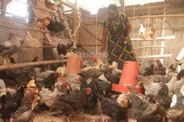 Poultry diseases that come with floods - The Standard