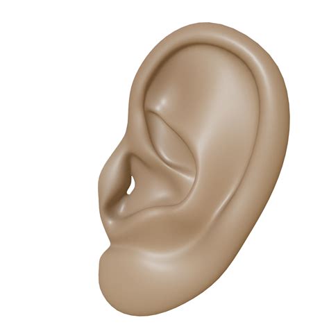 Ear PNG Clipart - PNG All | PNG All