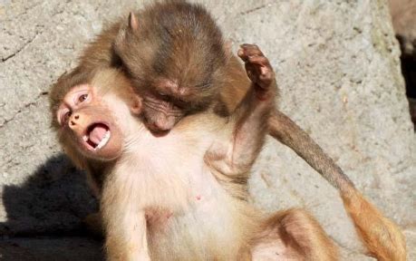 FUNNY BABOON MONKEY PRIMATE PICTURES | FUNNY INDIAN PICTURES GALLERY funnyindianpicz.blogspot.com