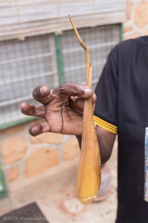 West Africa's Borassus Palm - The Hauns in Africa