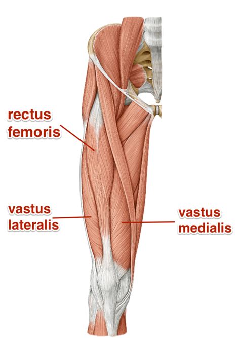 The Quadriceps Muscles - Yoganatomy