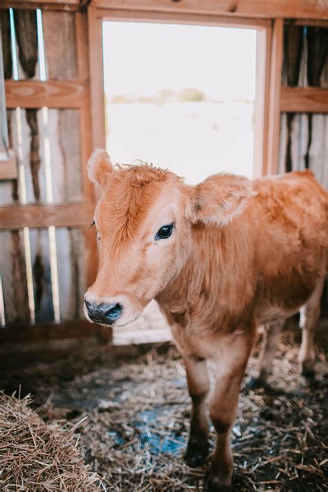 Grass Fed Vs Grain Fed - What’s the difference and why you should care