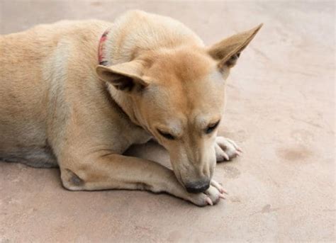 How to Stop Dog Licking Wound Without Collar? 6 Easy Tips