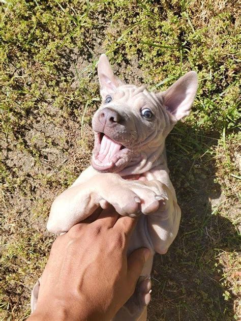 Thai Ridgeback Puppies For Sale | Ontario, CA #330006