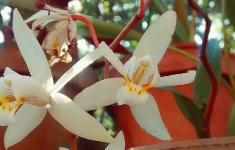 O peculiar mundo das orquídeas