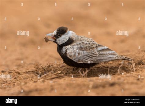 Zwartkopvinkleeuwerik; Black-crowned Sparrow-Lark Stock Photo - Alamy