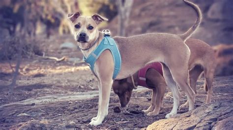 Whippet Pitbull Mix: A Complete Guide to the Loyal Pit Whip - WhippetCentral