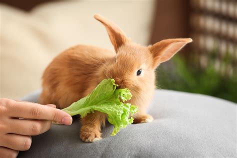 What do baby rabbits eat?