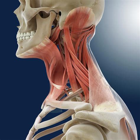 Muscles Of The Neck Anatomy | Images and Photos finder