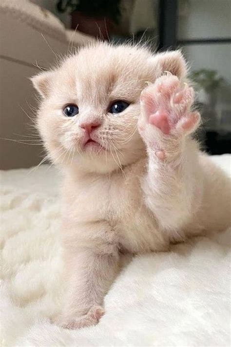 Cutest cats and kittens #cutecats #cutekittens | Cute cats and dogs ...