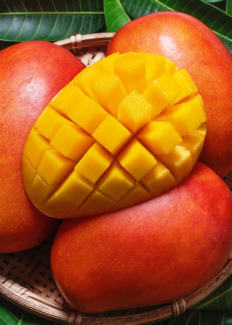 'Haden' Mango (Mangifera indica) | Tropical Fruit Tree | Sow Exotic