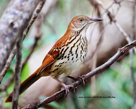 Backyard Birding....and Nature: Brown Thrasher