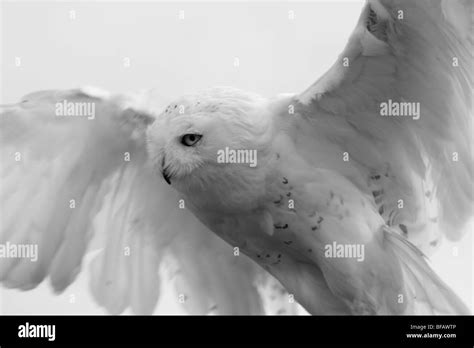 Male Snowy Owl (Bubo scandiacus Stock Photo - Alamy