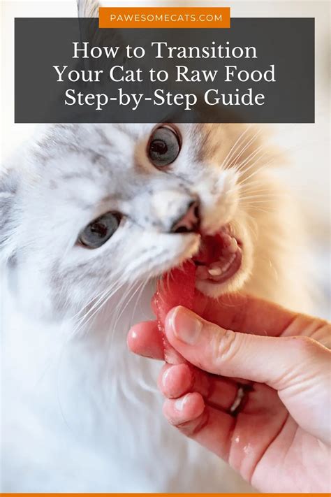 How to Transition Your Cat to Raw Food Step-By-Step Guide