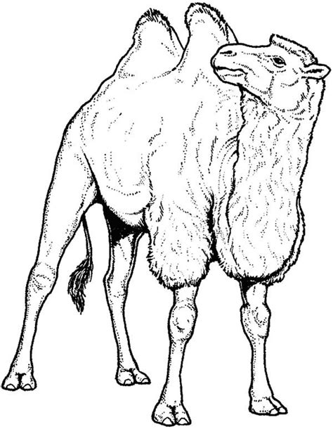 Pin on Bactria Camel Coloring Pages